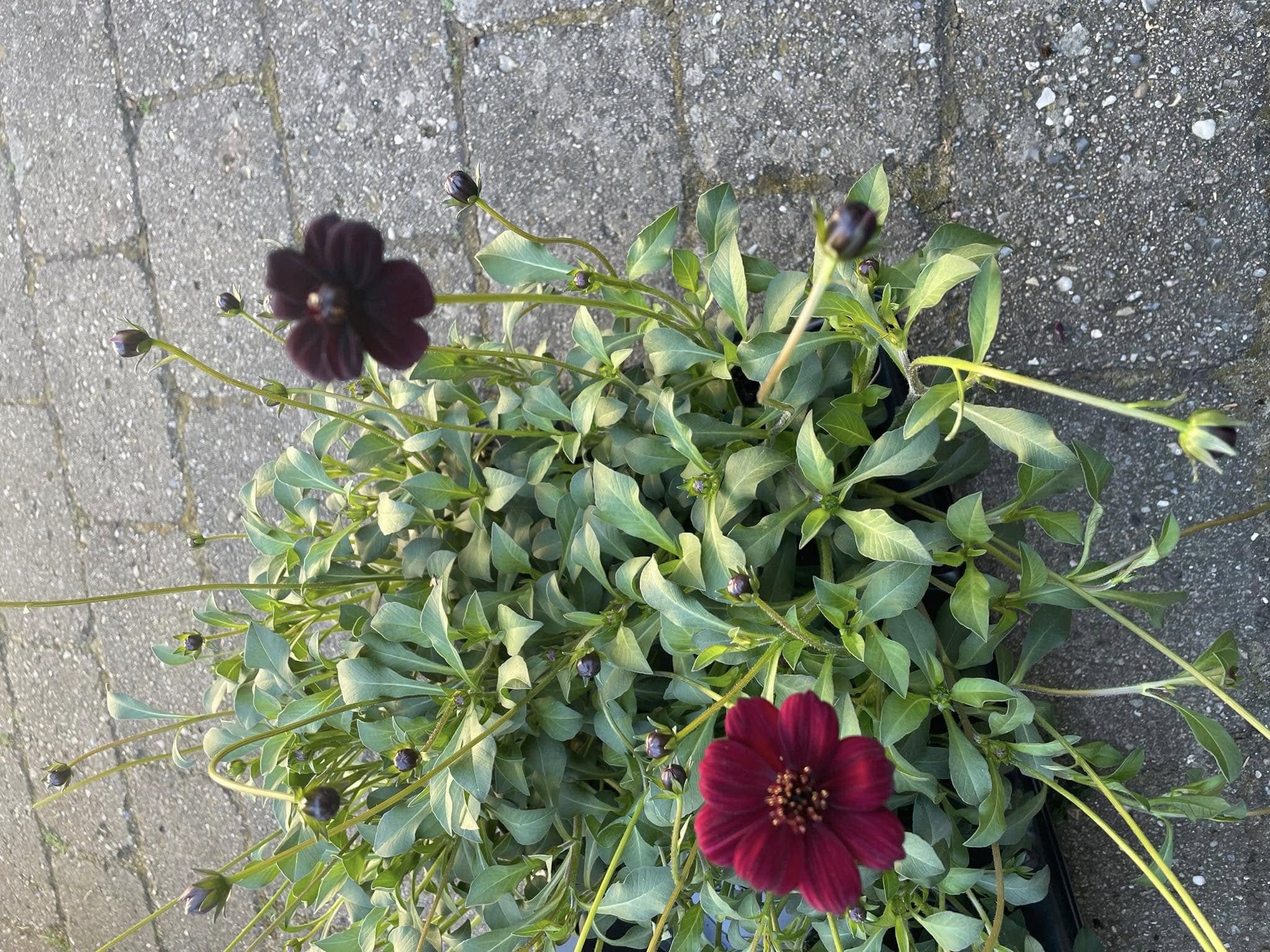 Chokoladeblomst