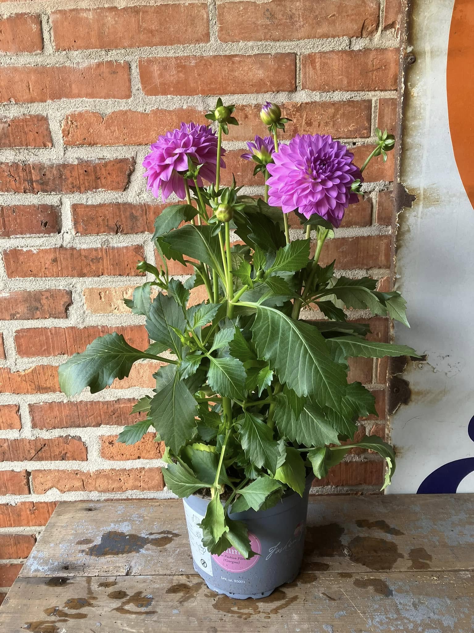 Pink Dahlia