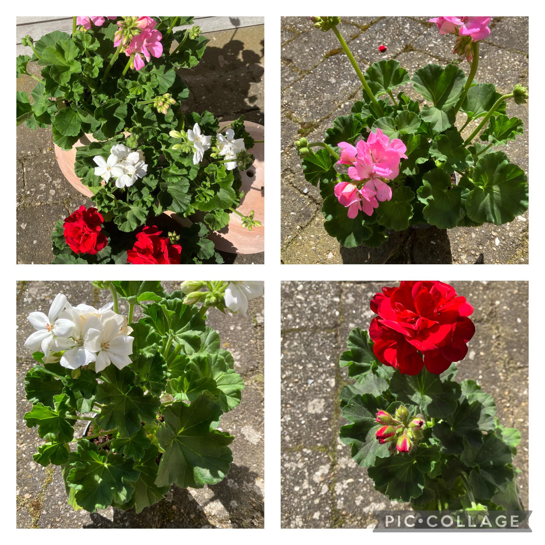 Pelargonie Mix