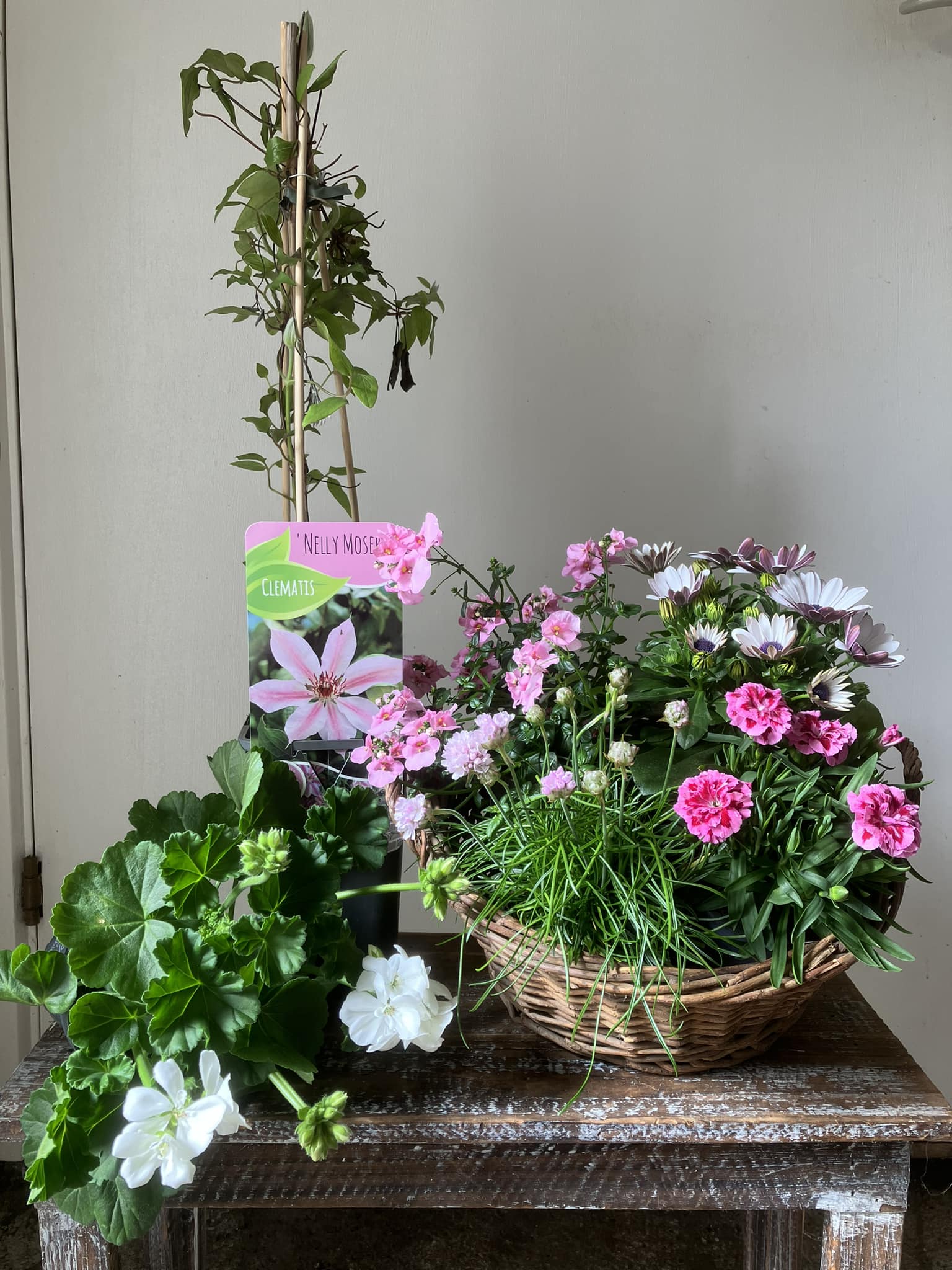 Sammenplantning med calla