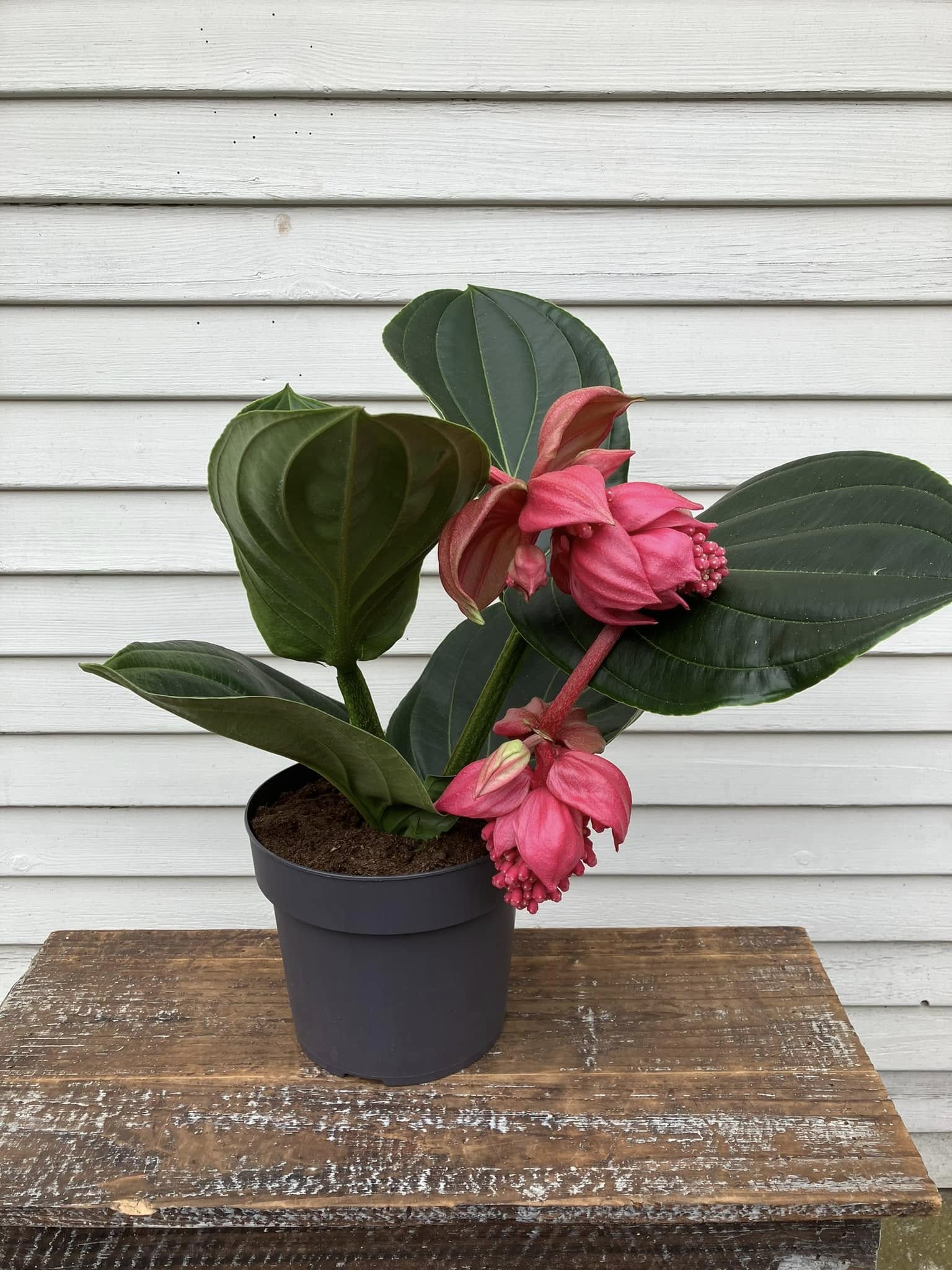 Medinilla