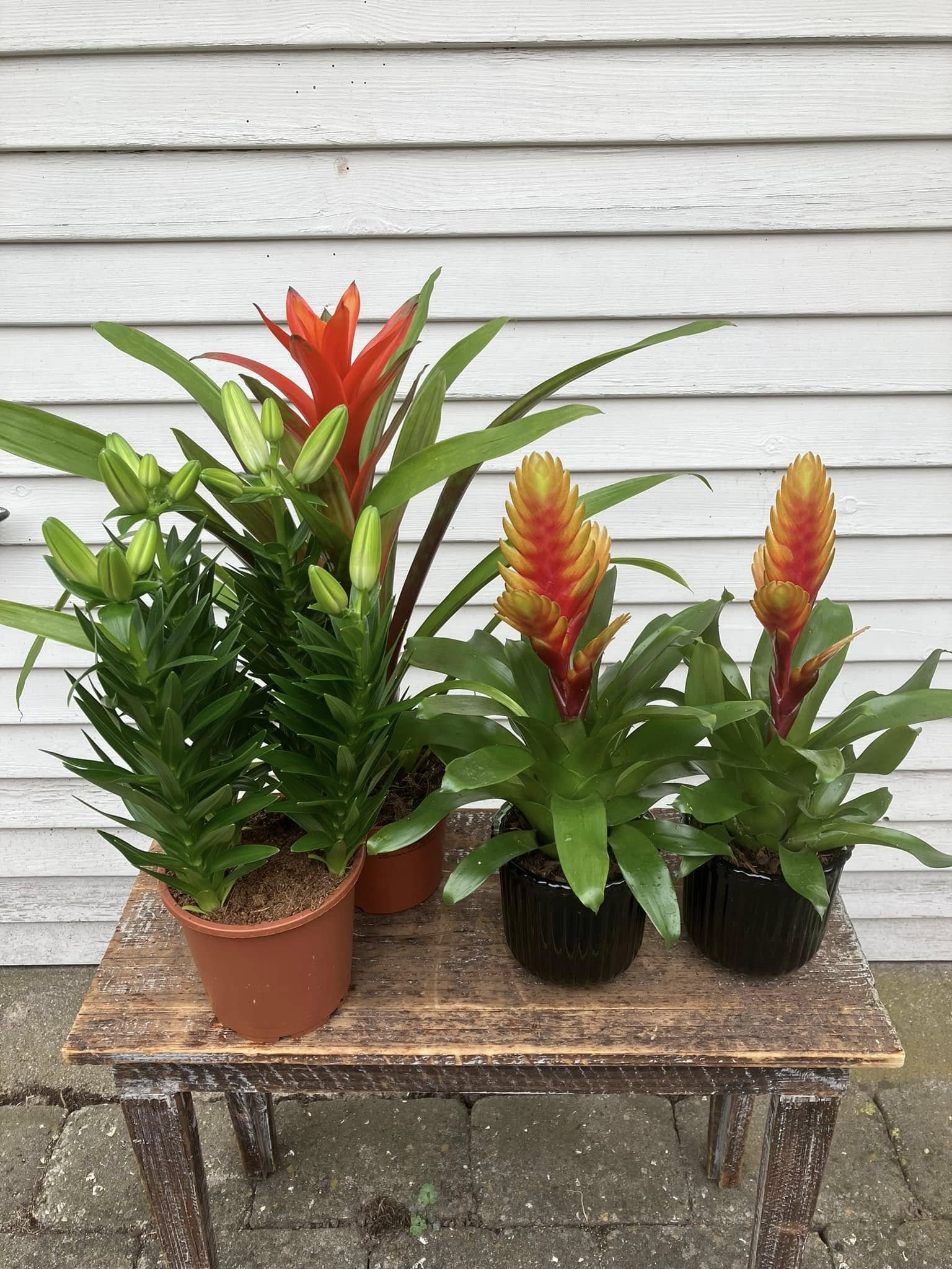 Bromelia