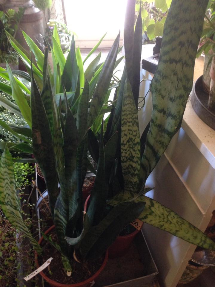 Euphorbia