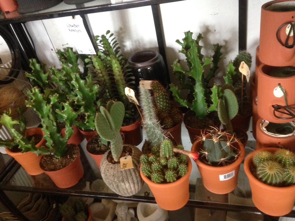 Sanseveria