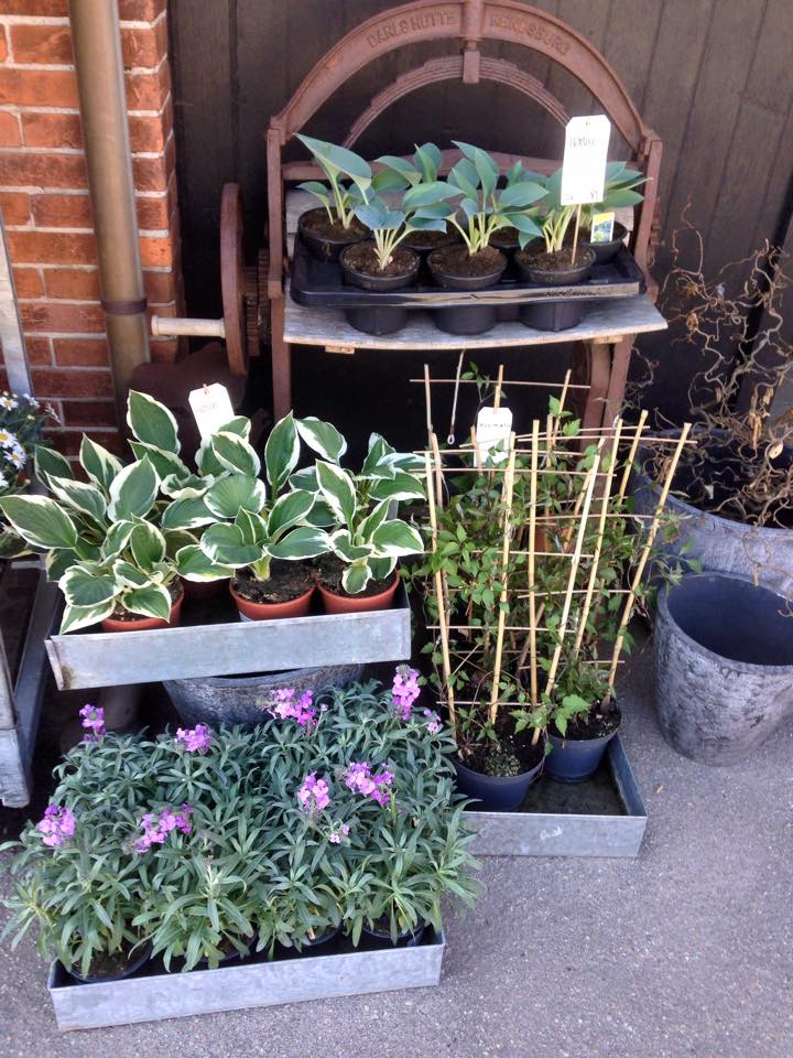 Udendørs Planter